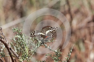 Citrus shallowtail butterfly Papilio demodocus