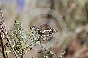 Citrus shallowtail butterfly Papilio demodocus