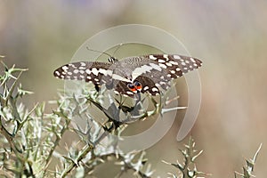 Citrus shallowtail butterfly Papilio demodocus