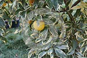 Citrus sinensis foliis variegatis branch close up