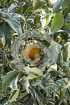 Citrus sinensis foliis variegatis branch close up