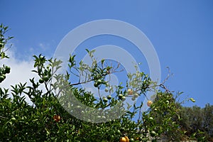 Citrus x sinensis tree with fruits grows in August. Rhodes Island, Greece