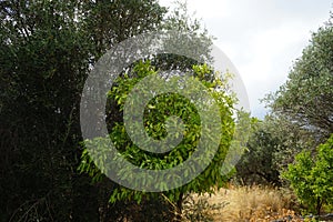 Citrus x sinensis tree with fruits grows in August. Rhodes Island, Greece