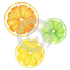 Citrus slice fruits watercolor hand drawn illustration. Orange, lemon, lime isolated on white background. For the design