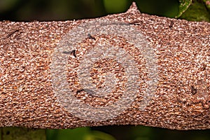 Citrus Snow Scale Insect