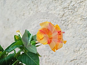 Citrus Splendor: Embracing the Vibrant Beauty of an Orange Flower
