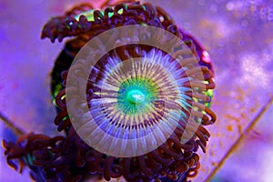 Citrus spp. - Zoanthus polyps colony soft coral in reef aquarium tank photo