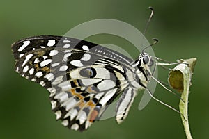 Citrus Swallowtail