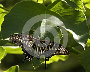 Citrus swallowtail