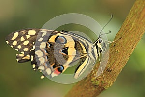Citrus swallowtail