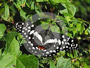 Citrus Swallowtail butterfly