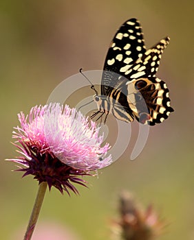 Citrus swallowtail butterfly