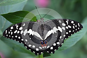 Citrus Swallowtail Butterfly
