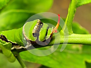 Citrus Swallowtail butterfly caterpillar 1