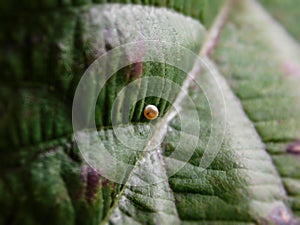 Citrus Swallowtail butterfly egg on a leaf.