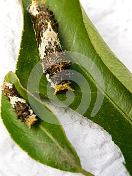 Citrus swallowtail butterfly larvae