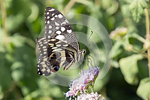 Citrus Swallowtail