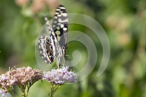 Citrus Swallowtail