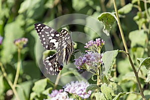 Citrus Swallowtail