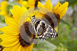 A citrus swallowtail butterfly Papilio demodocus