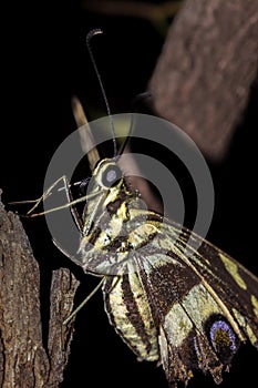 Citrus swallowtail Butterfly Papilio demodocus sitting on a branch resting