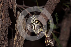 Citrus swallowtail Butterfly Papilio demodocus sitting on a branch resting