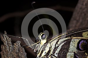 Citrus swallowtail Butterfly Papilio demodocus sitting on a branch resting