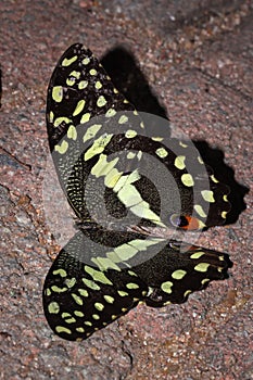 Citrus swallowtail Butterfly Papilio demodocus sitting on a branch resting