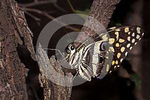 Citrus swallowtail Butterfly Papilio demodocus sitting on a branch resting