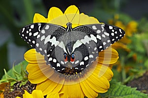 A citrus swallowtail butterfly Papilio demodocus on a sunflower