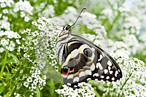 A citrus swallowtail butterfly Papilio demodocus on sweet alyssum flowers
