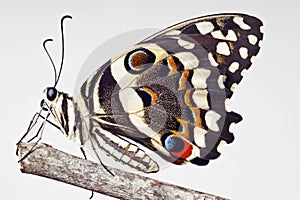 A citrus swallowtail butterfly Papilio demodocus on a twig with a plain backround