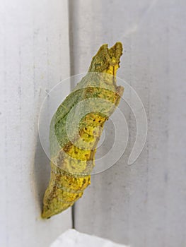 Citrus Swallowtail butterfly pupae 1