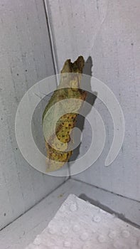 Citrus Swallowtail butterfly pupae