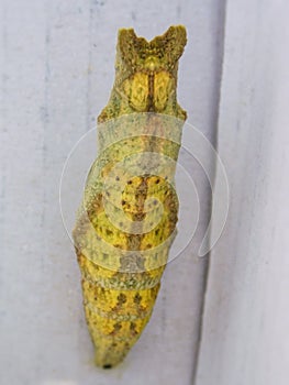 Citrus Swallowtail butterfly pupae front view