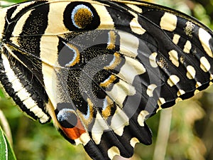 Citrus Swallowtail butterfly wings