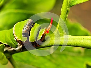 Citrus Swallowtail caterpillar 2