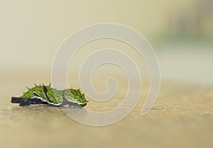 Citrus Swallowtail Caterpillar Crawling over Obstacle with Copy