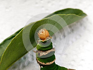 Citrus Swallowtail caterpillar eating a lemon tree leaf.