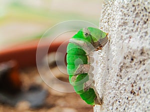 Citrus Swallowtail Caterpillar is fasting to pupate