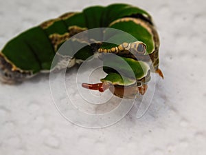 Citrus Swallowtail caterpillar showing red scent gland