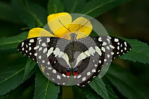 Citrus swallowtail or Christmas butterfly, Papilio demodocusInsect on flower bloom in the nature habitat, South Africa, Botswana
