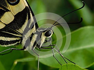 Citrus Swallowtail eyes and body