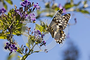 Citrus Swallowtail Papilio demodocus butterfly