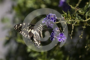 Citrus Swallowtail Papilio demodocus butterfly