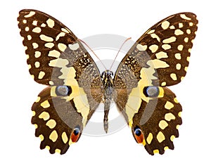 Citrus swallowtail Papilio demodocus butterfly isolated