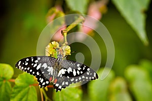 Citrus swallowtail spreads its wings on plant