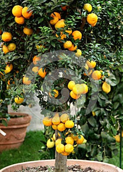 Citrus tangerine tree in the pot