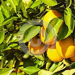 Citrus Tree