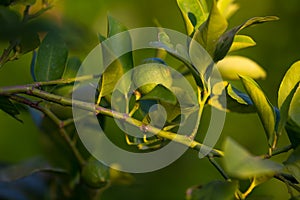 Citrus tree branch with unripe green lemon fruit illuminated by sunlight. Selective focus, green defocused background.